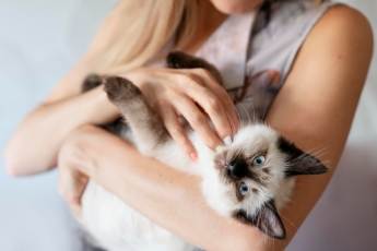 Guia completo de criação de gatos em Condomínios