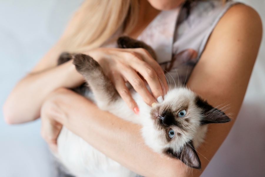 Guia completo de criação de gatos em Condomínios