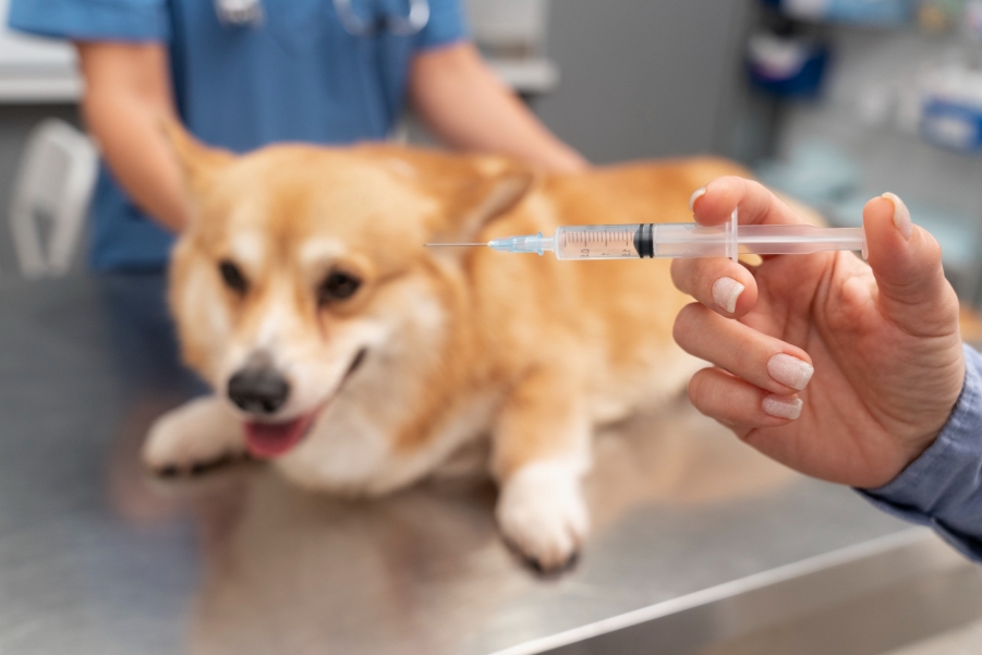 A importância da vacinação dos seus pets