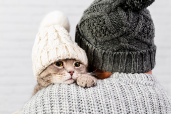 Cuidados com os gatos no inverno