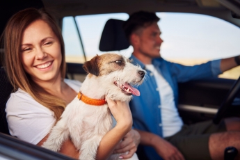7 Dicas para viajar tranquilo com seus animais de estimação