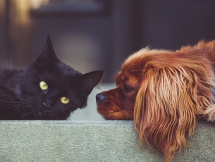 Projeto aumenta a pena para crimes contra animais