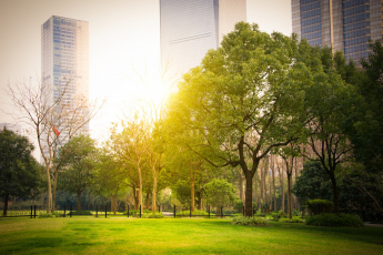A importância de áreas verdes urbanas para a saúde