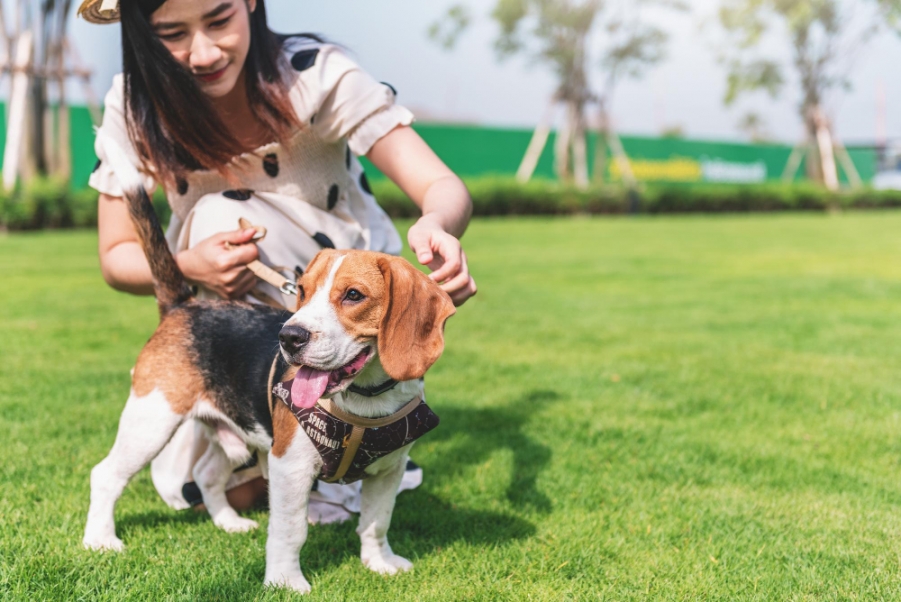 Pet Place de Condomínio: aproveite as vantagens desse espaço