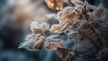 5 plantas para comprar em julho que apreciam o clima frio