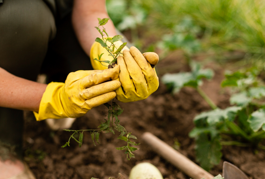 Jardinagem para iniciantes: 8 dicas para quem deseja começar!