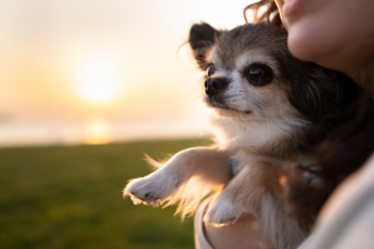 As raças de cães com a vida mais longa, segundo a ciência