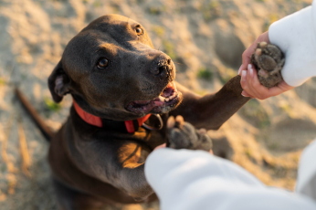 Confira as 20 raças de cães mais inteligentes, de acordo com a neuropsicologia