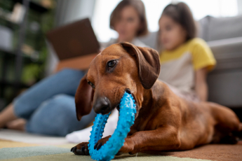 9 táticas para que seu cão mantenha-se entretido dentro de casa