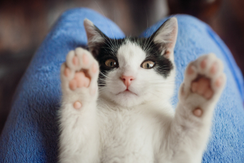 10 coisas que os humanos fazem e que os gatos detestam