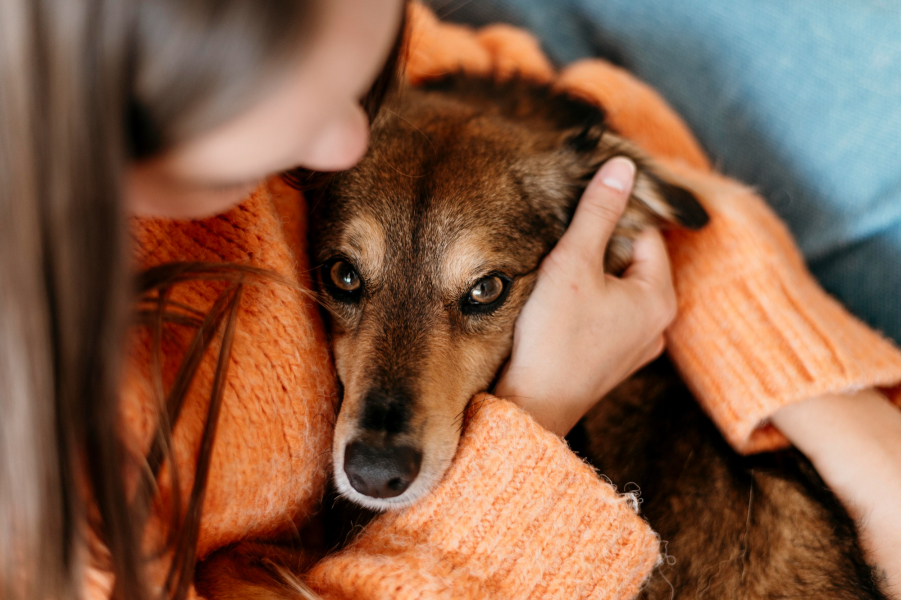 Perigo dentro de casa: Seu cachorro pode te passar alguma doença?