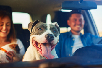 Mais 7 Dicas para Viajar Tranquilo com Seus Animais de Estimação