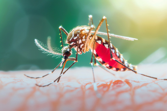 Dengue! Como Nós Condôminos Podemos Ajudar no Combate ao Mosquito Transmissor?