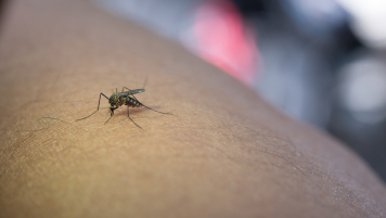 Mobilização da População Contra a Dengue