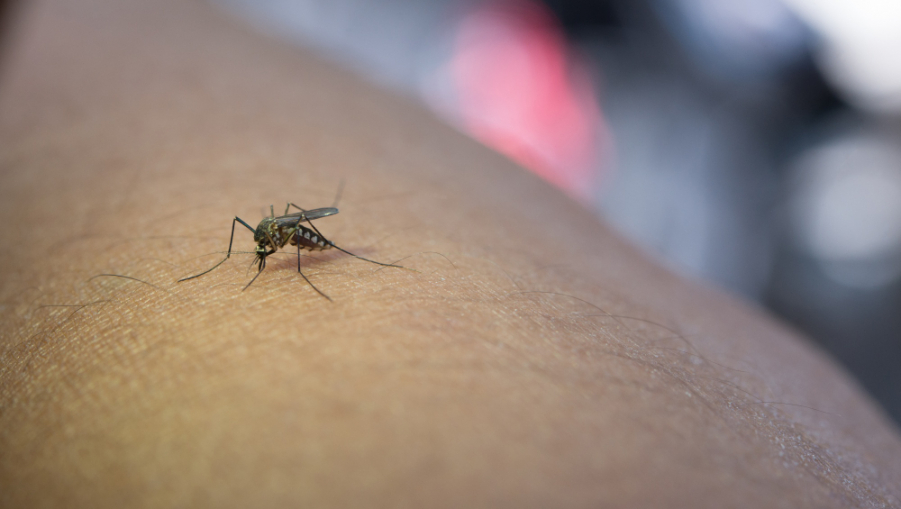 Quais os Sintomas da Dengue e Medidas Urgentes ao Perceber?