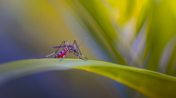 Dengue: Todo Cuidado é Pouco, Vamos nos Unir!
