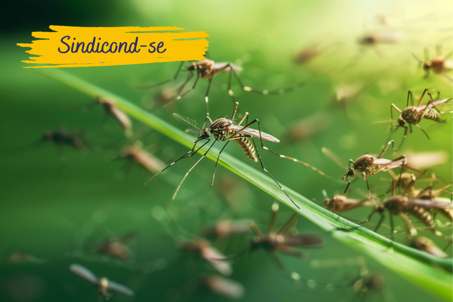 Surto de Dengue em São Paulo: Cidades em Alerta, Casos e Ações em Condomínios