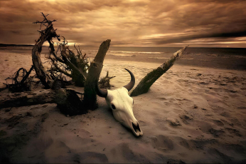 Cientista Alerta: Nova Extinção em Massa Pode Ser a Mais Rápida da História