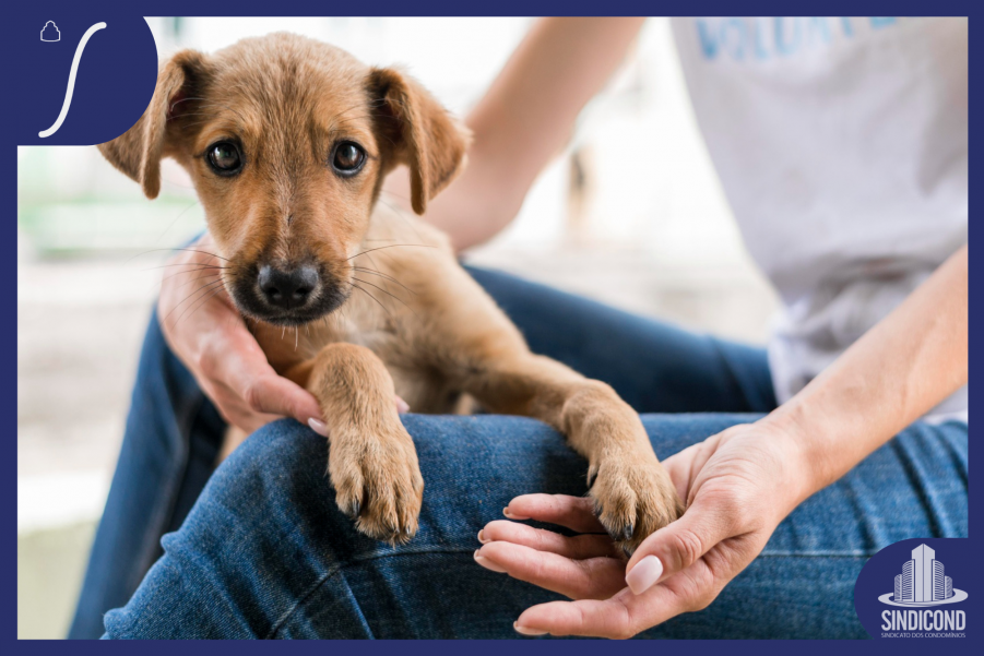 Análise de Zoonoses Caninas e Medidas Preventivas