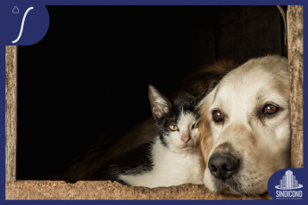Agora é Crime: Brasil Avança na Proteção Animal com Leis que Proíbem Acorrentamento de Cães e Gatos
