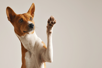 Pets estão redefinindo a estrutura dos condomínios